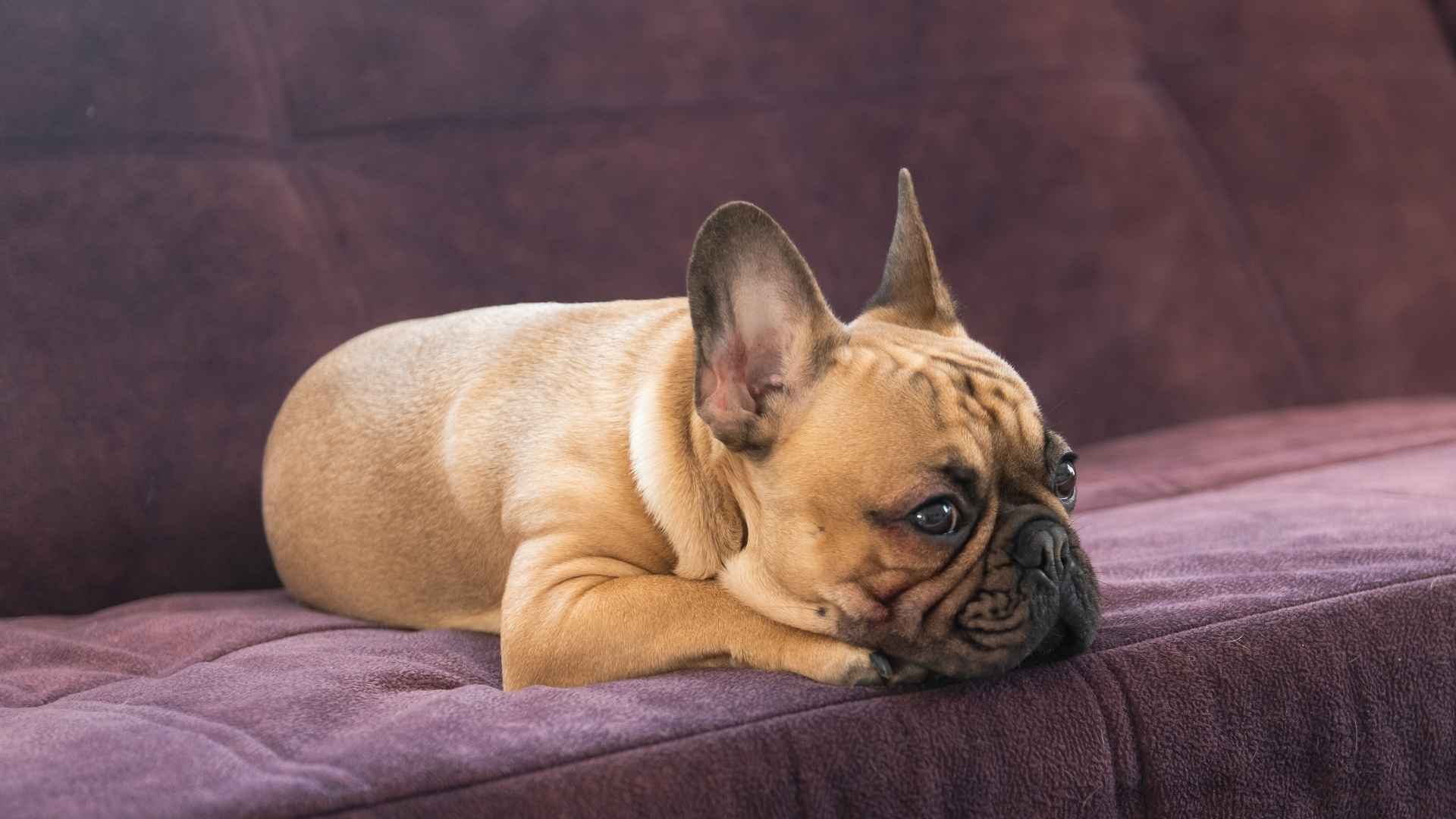 7 Dog Breeds That Hate Waking Up Early: No Alarms, Please!