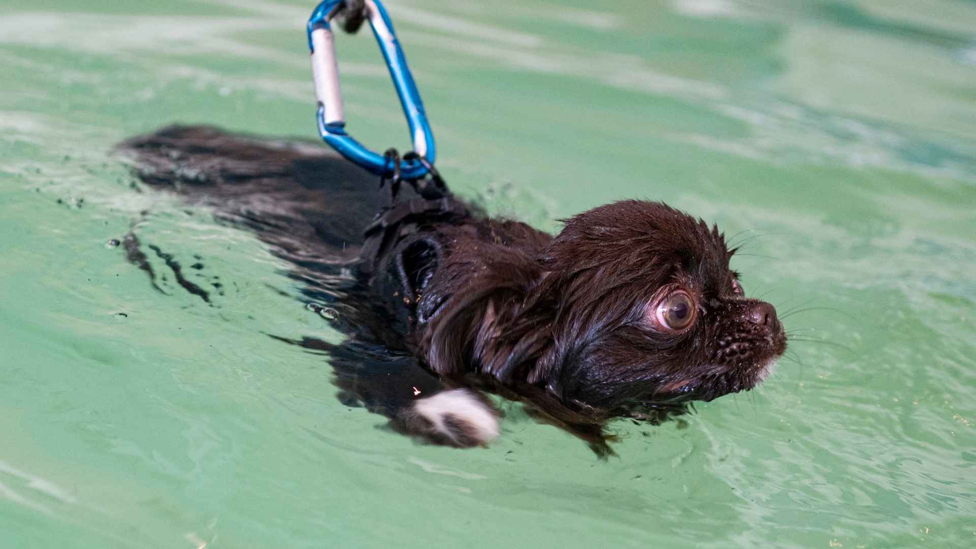 7 Dog Breeds That Hate Water & Avoid Swimming at All Costs