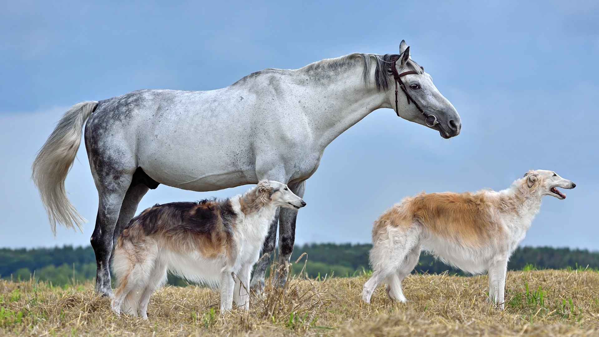 7 Dog Breeds That Help Rescue Horses in Ranches