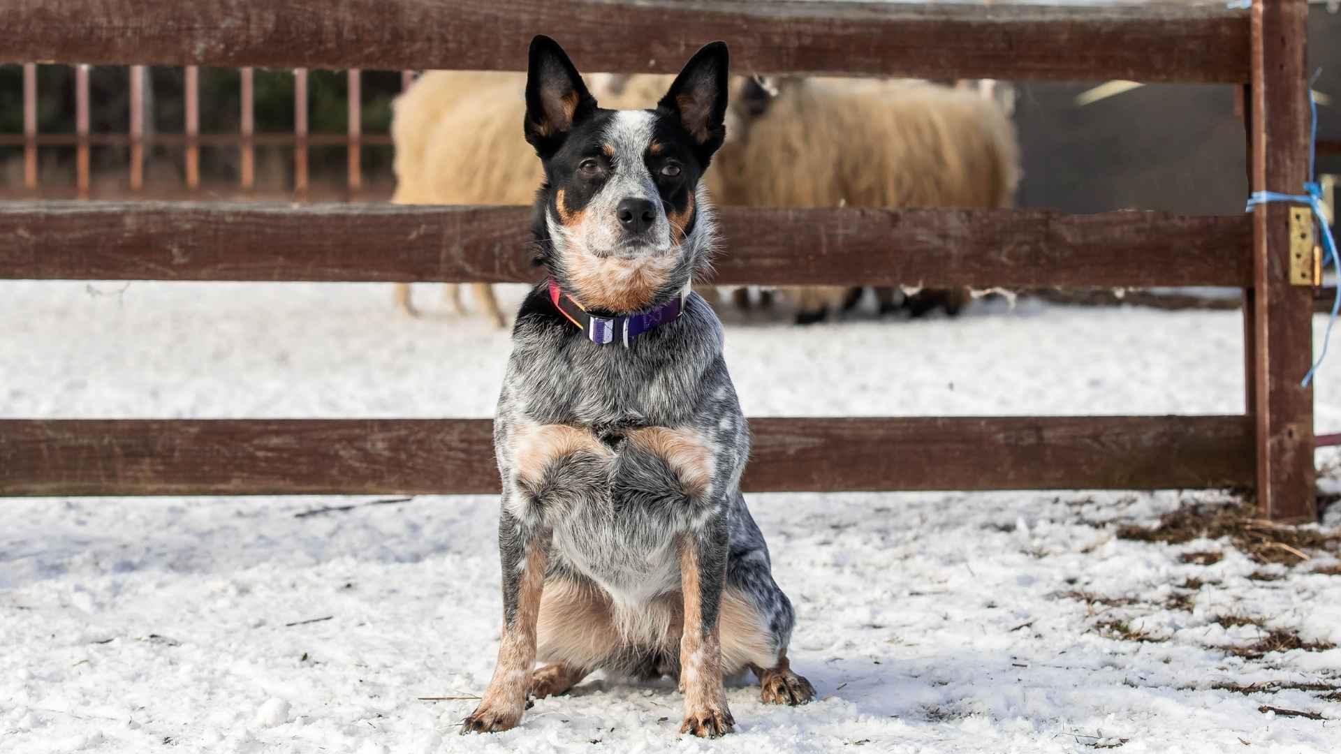 7 Dog Breeds That Herd Livestock and Love Every Minute of It