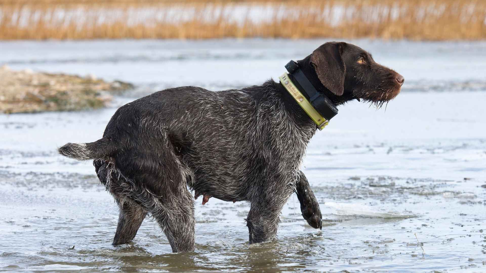 7 Dog Breeds That Jump Into Lakes Chasing Ducks