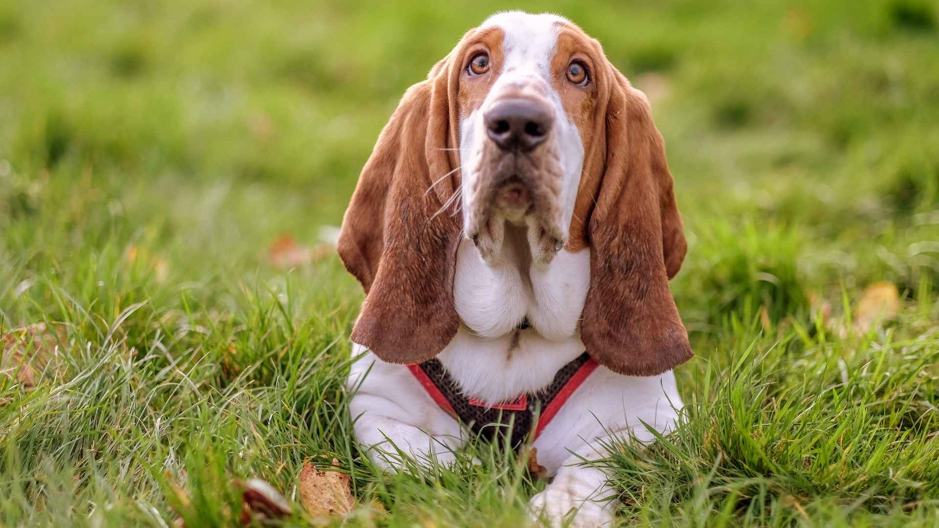7 Dog Breeds That Keep Puppy-Like Floppy Ears Till Old Age