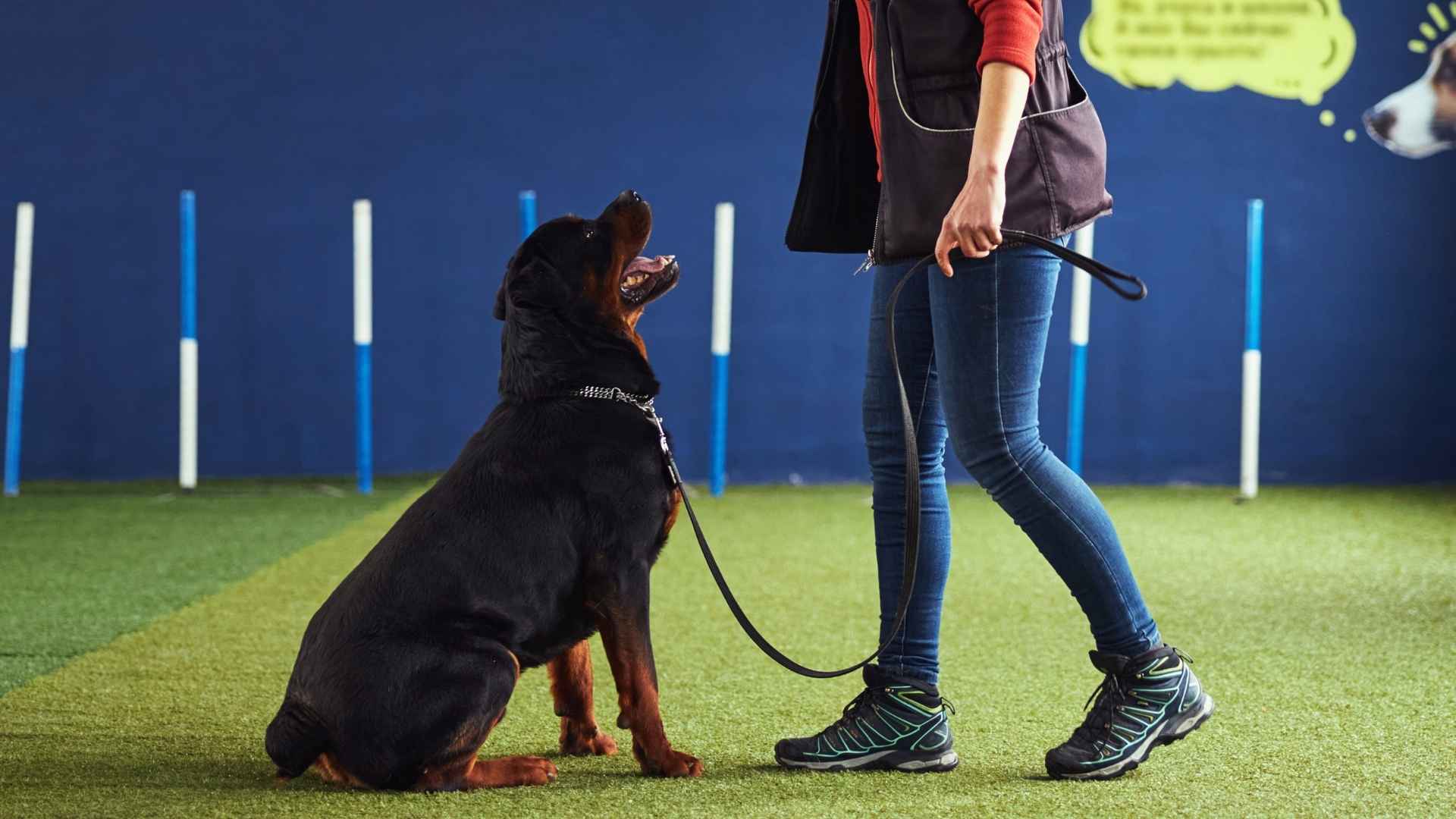 7 Dog Breeds That Learn Commands Instantly in Just a Few Repetitions