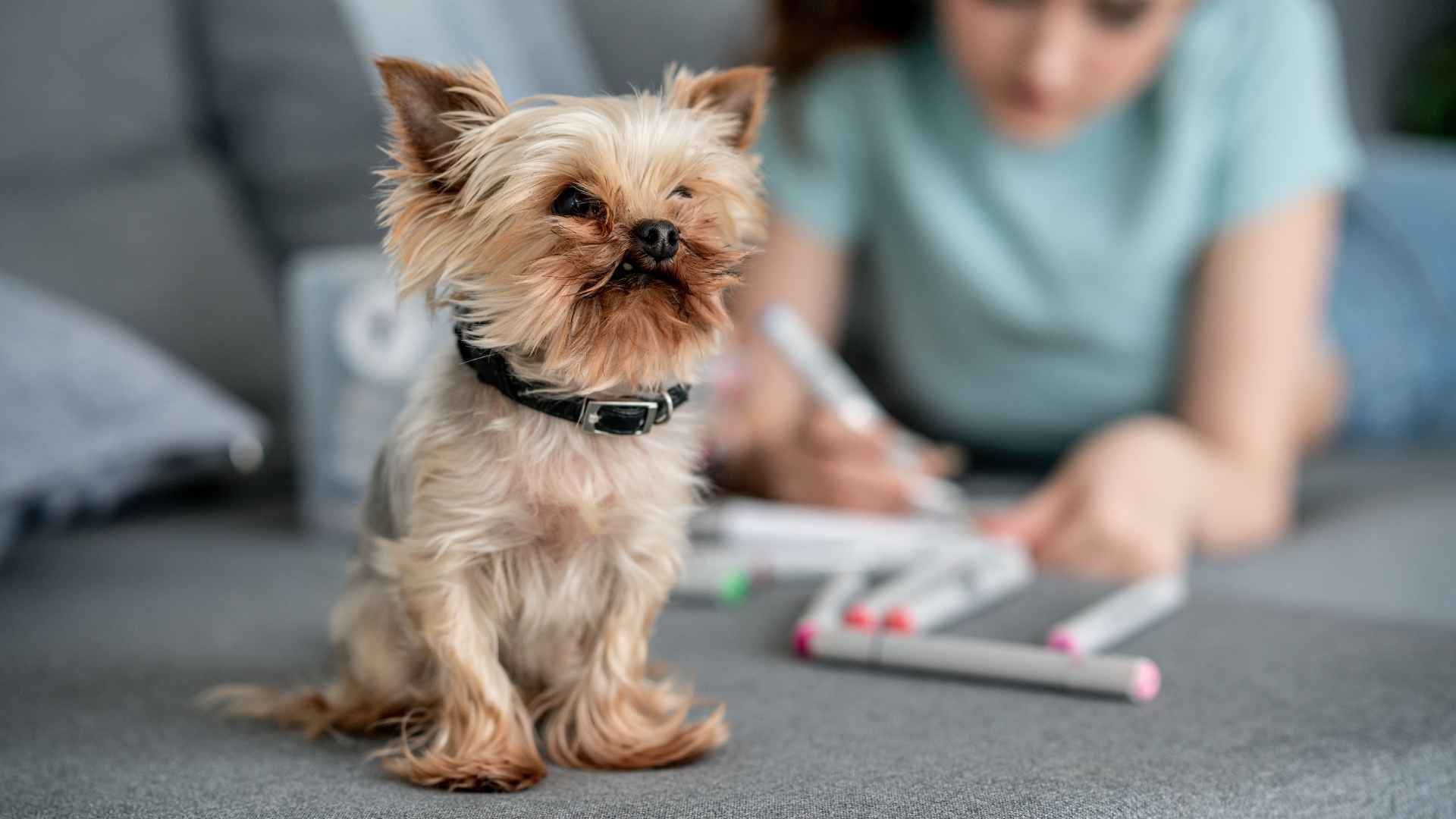 7 Dog Breeds That Like Being The Only Dog At Home