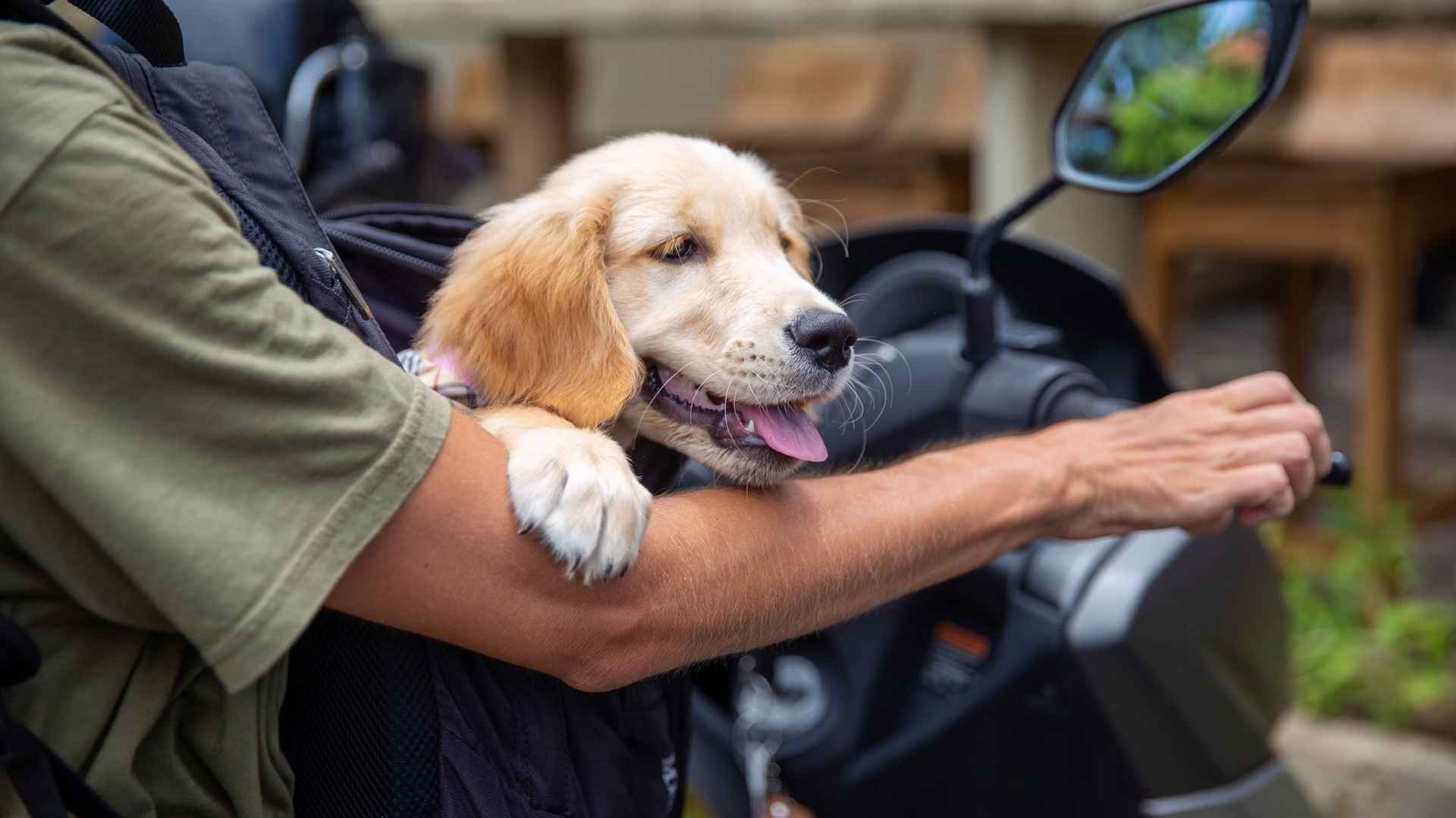 7 Dog Breeds That Like Motorbike Rides and Enjoy the Open Road