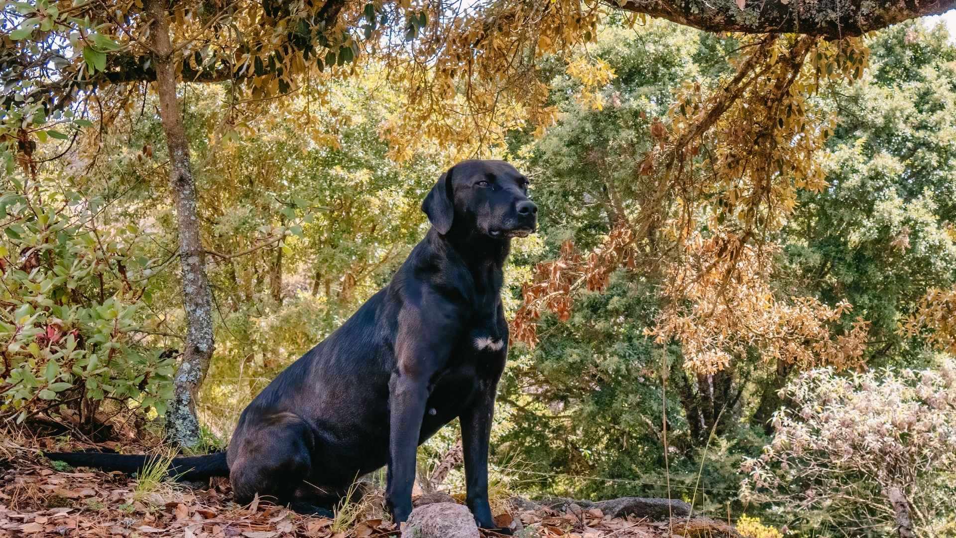 7 Dog Breeds That Locate Hidden Nesting Birds