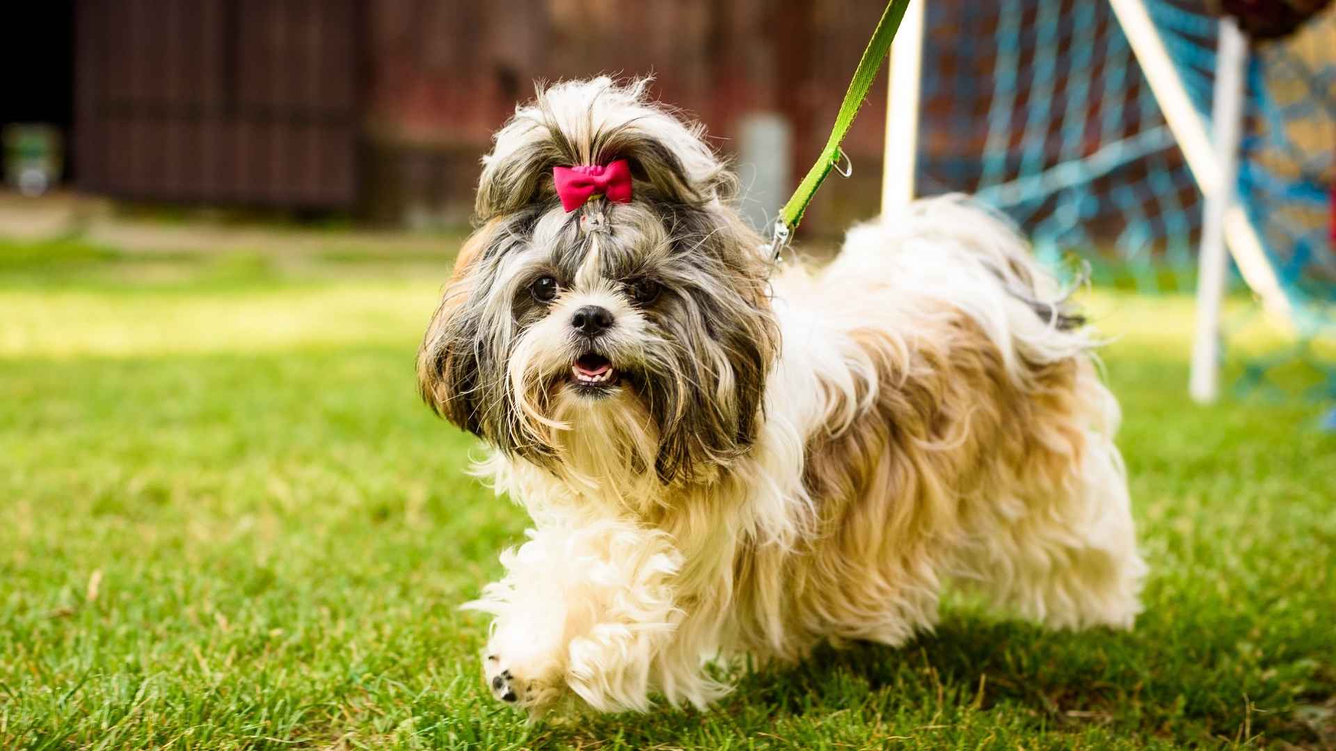 7 Dog Breeds That Look Like Cartoon Characters: Too Cute to Be Real