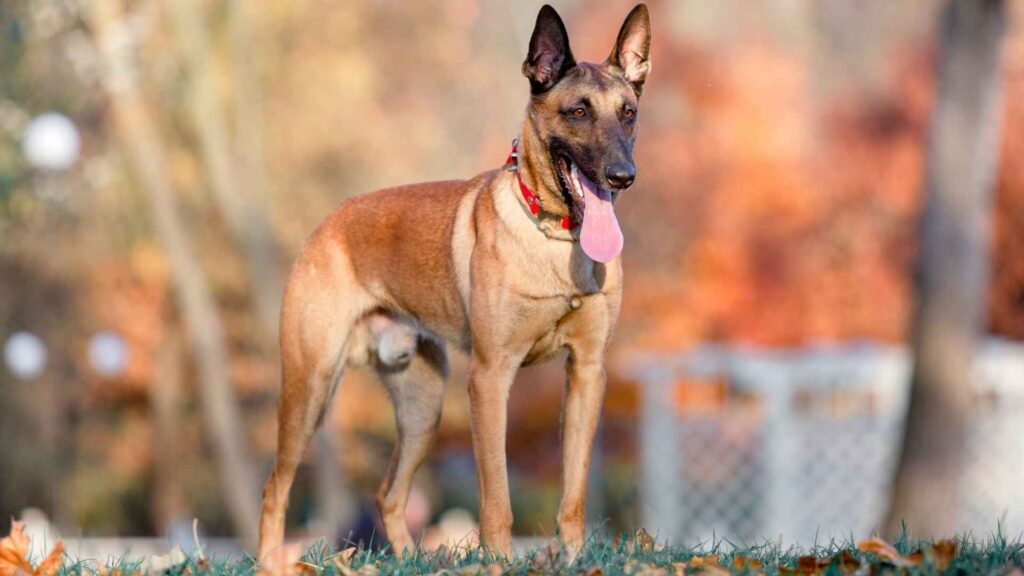 7 Dog Breeds That Look Like German Shepherds and Make Great Companions