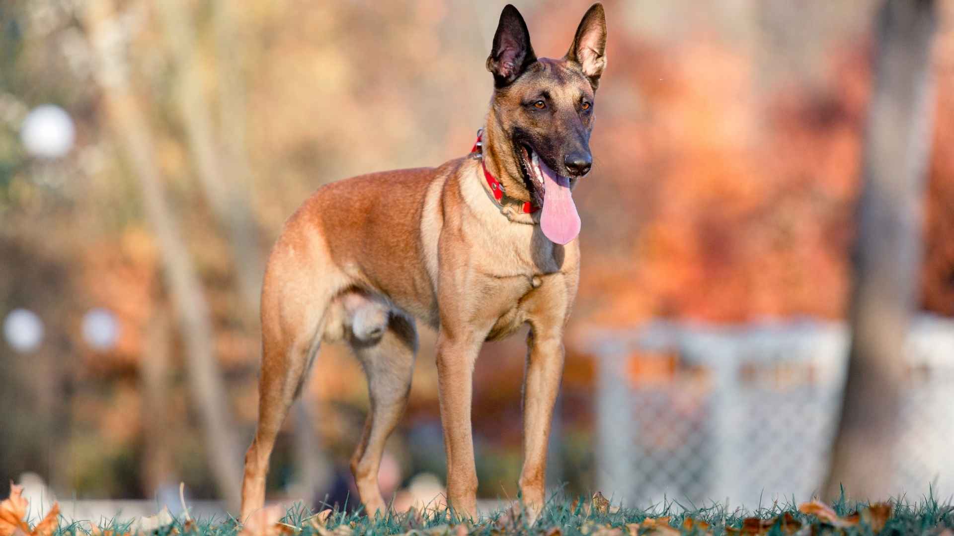 7 Dog Breeds That Look Like German Shepherds and Make Great Companions