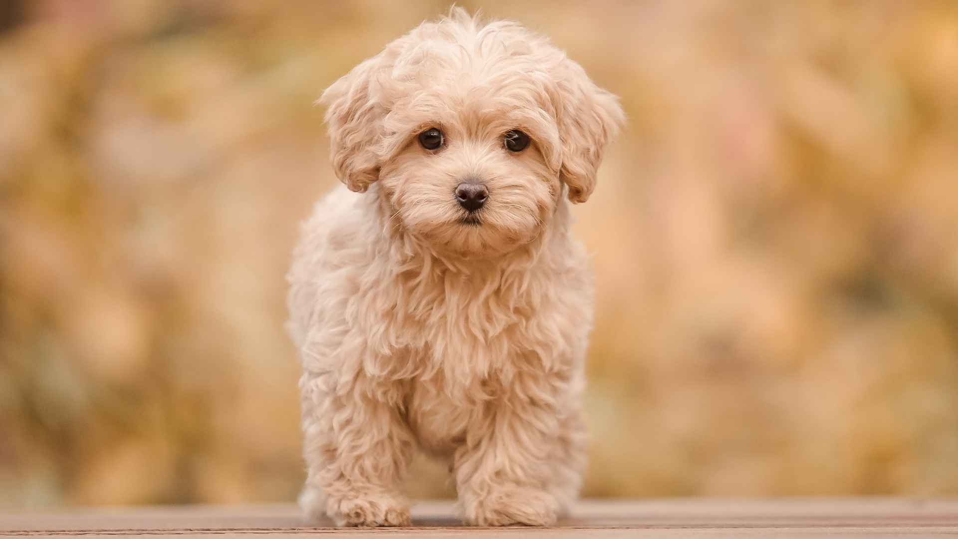 7 Dog Breeds That Look Like Tiny Pandas