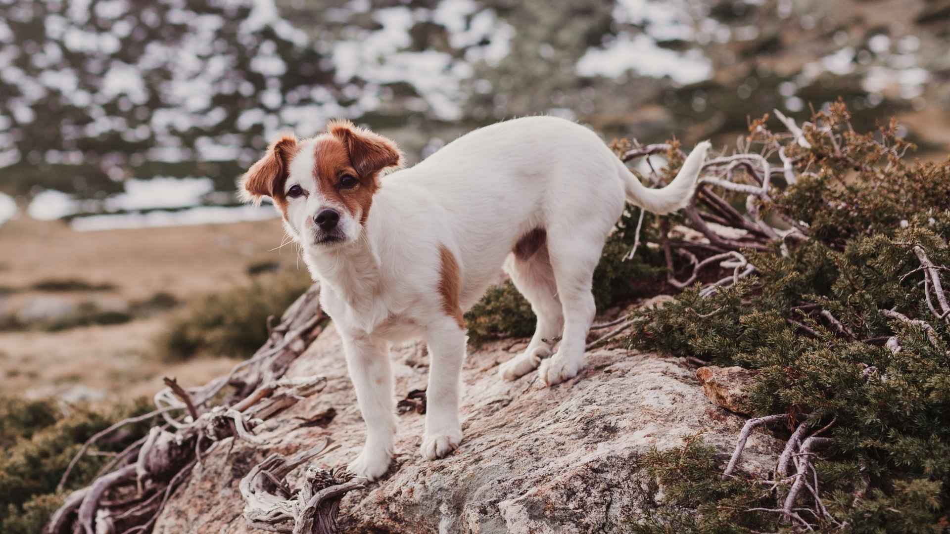 7 Dog Breeds That Love Adventures and Outdoor Exploration