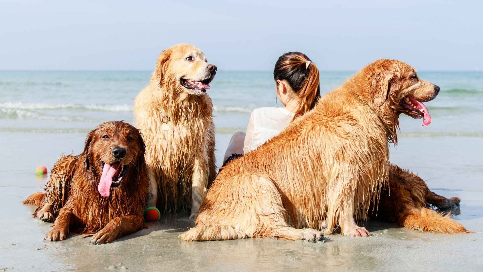 7 Dog Breeds That Love Beach Time: Fluffy Beach Mates