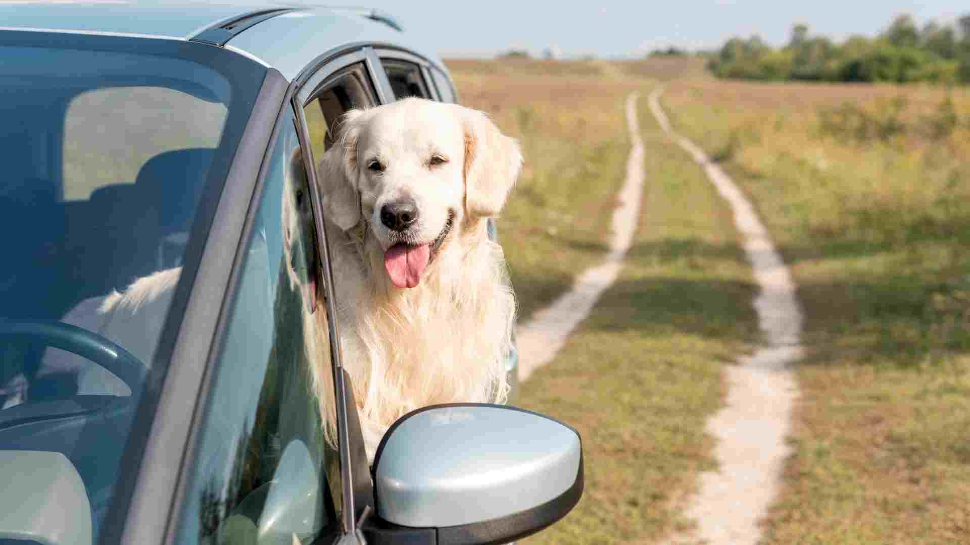 7 Dog Breeds That Love Car Rides and Will Keep You Smiling on the Road