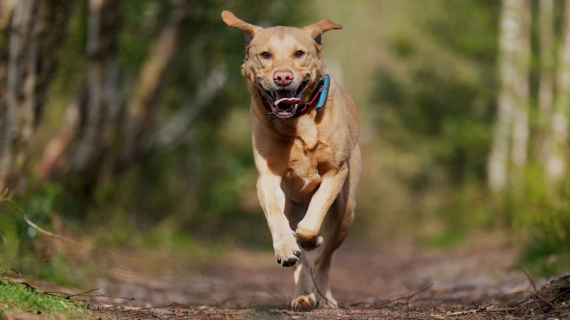 7 Dog Breeds That Love Cross-Country Running