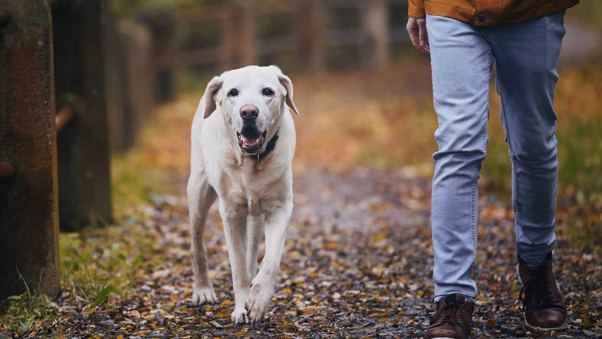 7 Dog Breeds That Love Following Owners Without Leash