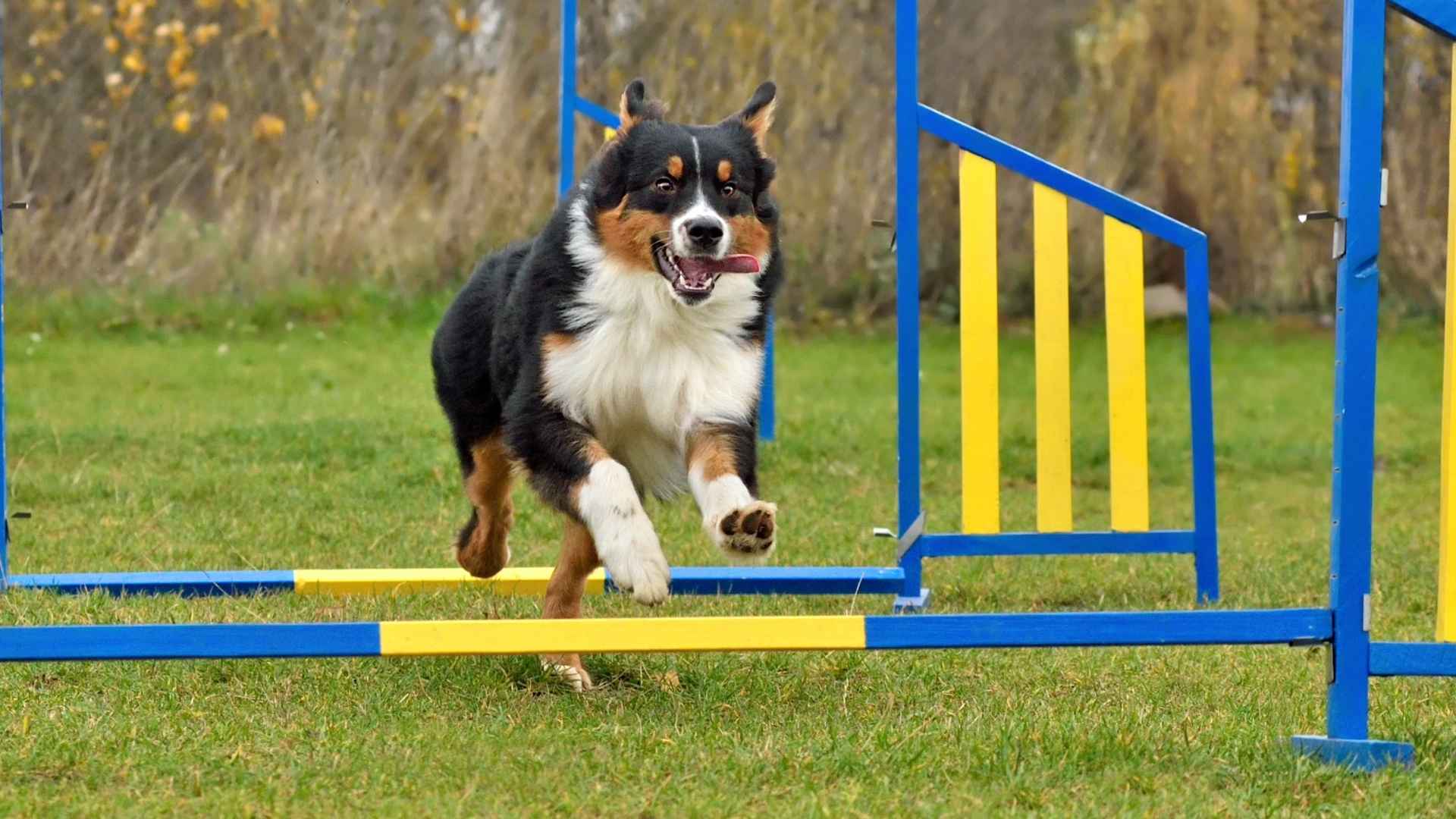 7 Dog Breeds That Love Jumping Over Obstacles Outdoors
