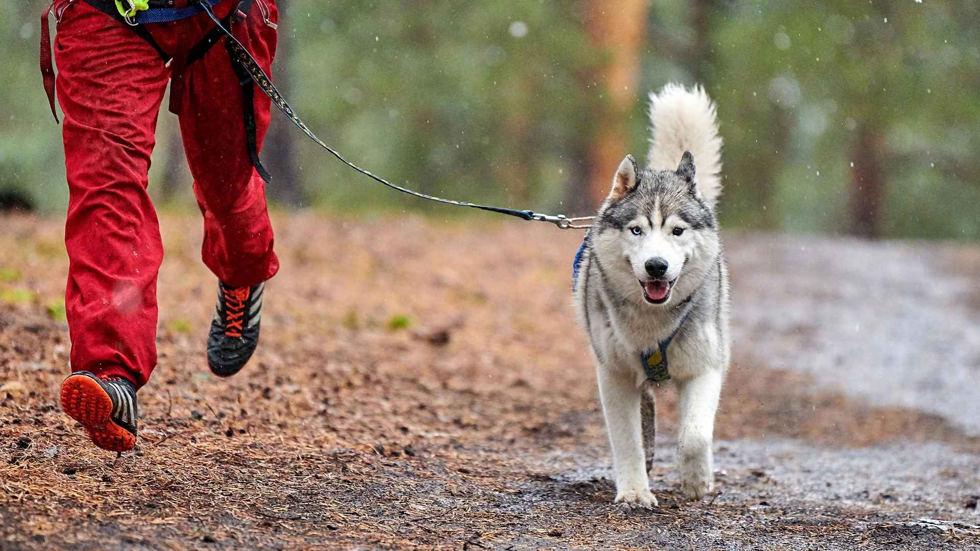 7 Dog Breeds That Love Marathon Running With Owners for a Healthier Lifestyle