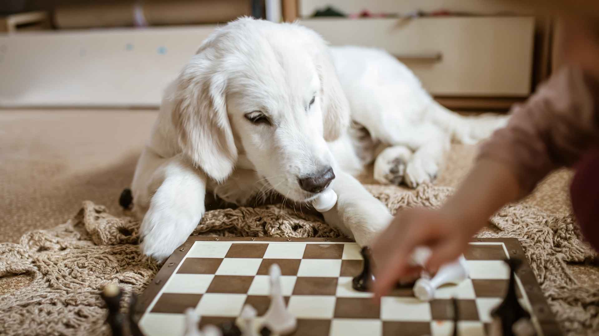 7 Dog Breeds That Love Mental Games and Need Extra Stimulation