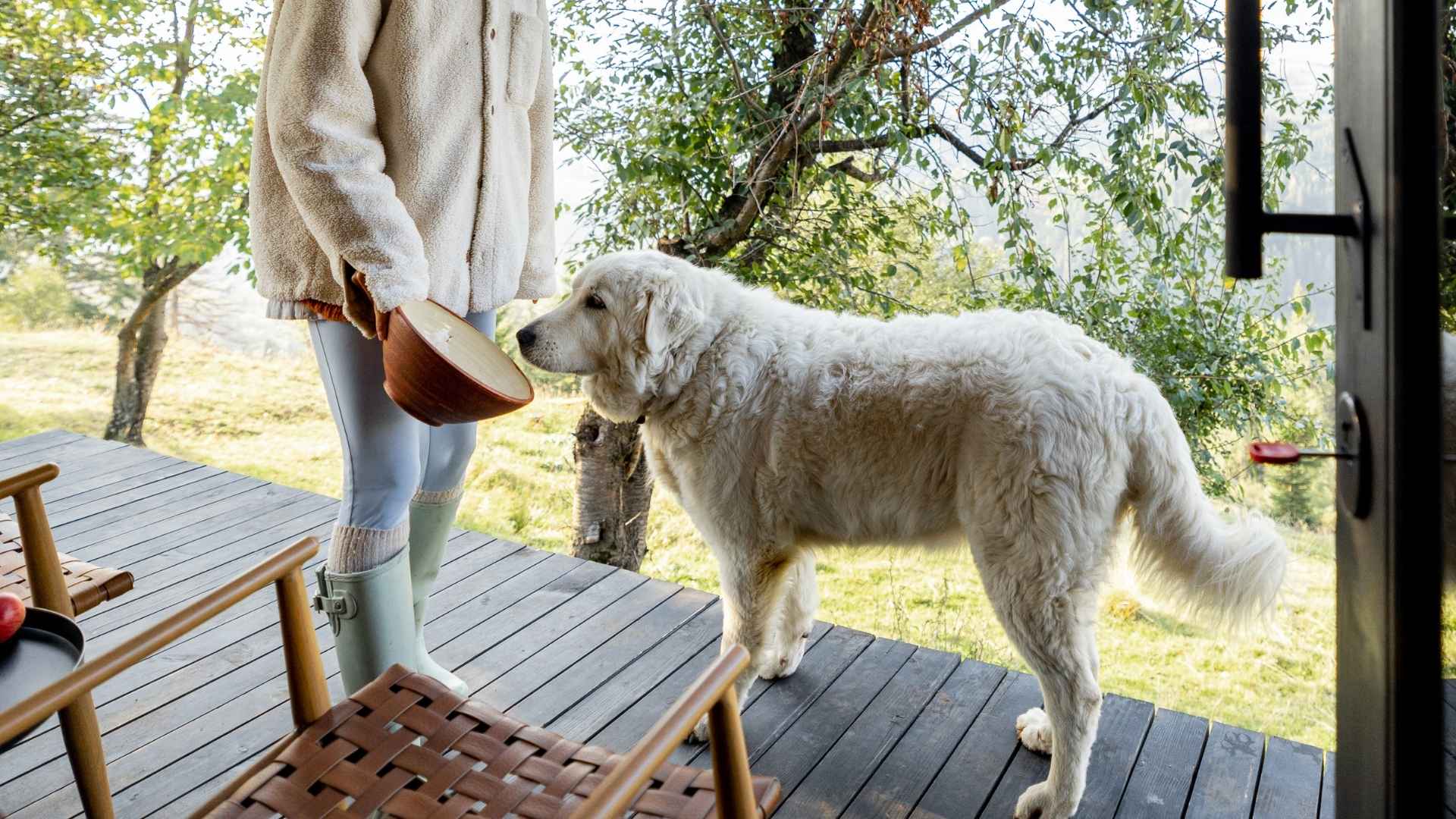 7 Dog Breeds That Love Off-Grid Cabins and Remote Living
