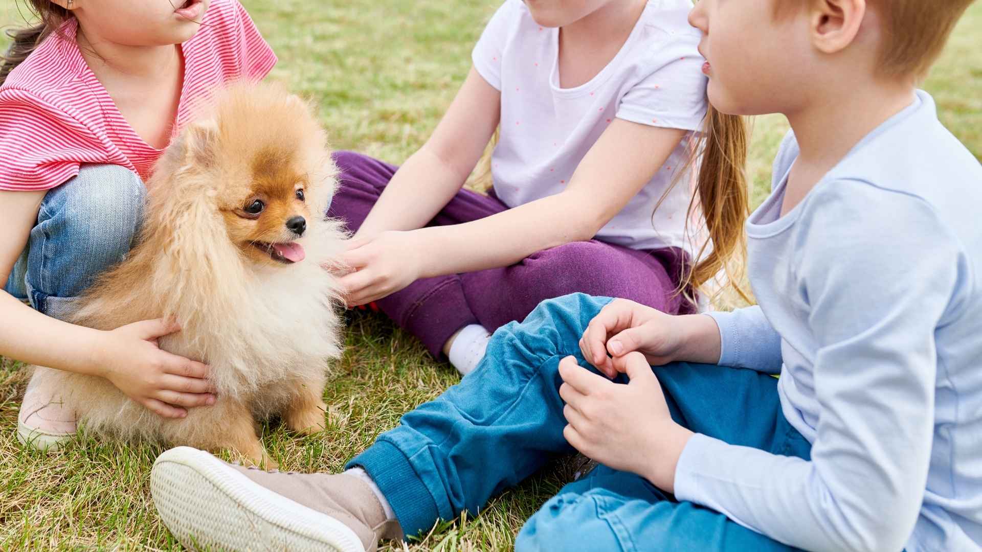 7 Dog Breeds That Love Playing Gently With Kids