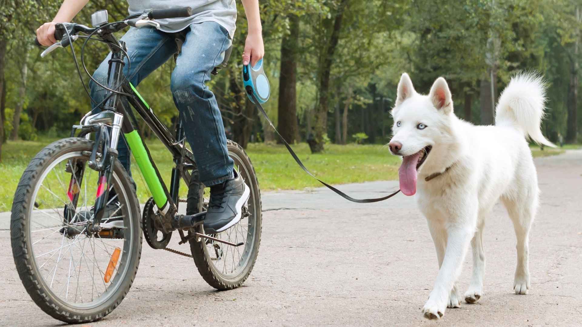 7 Dog Breeds That Love Running Beside Kids On Bikes
