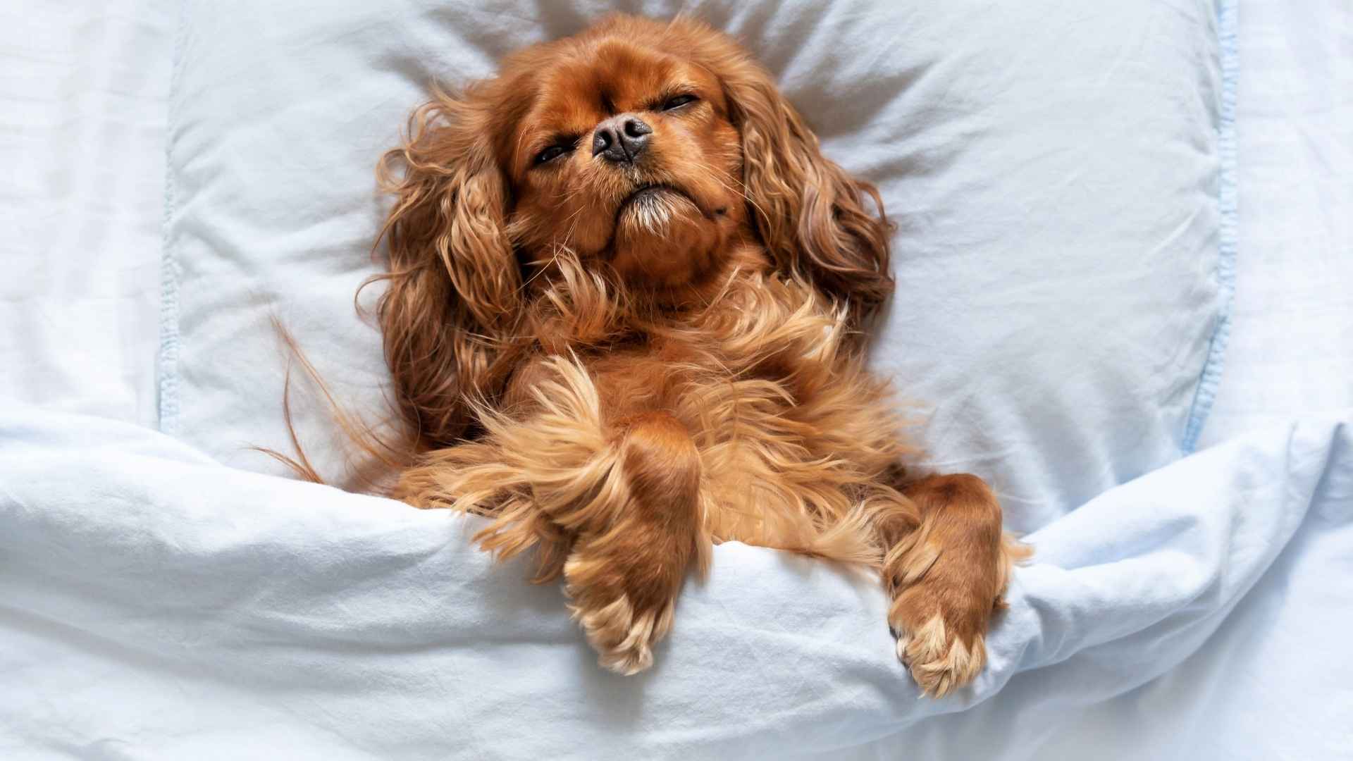 7 Dog Breeds That Love Sleeping Under Blankets (Because Warmth Is Life)
