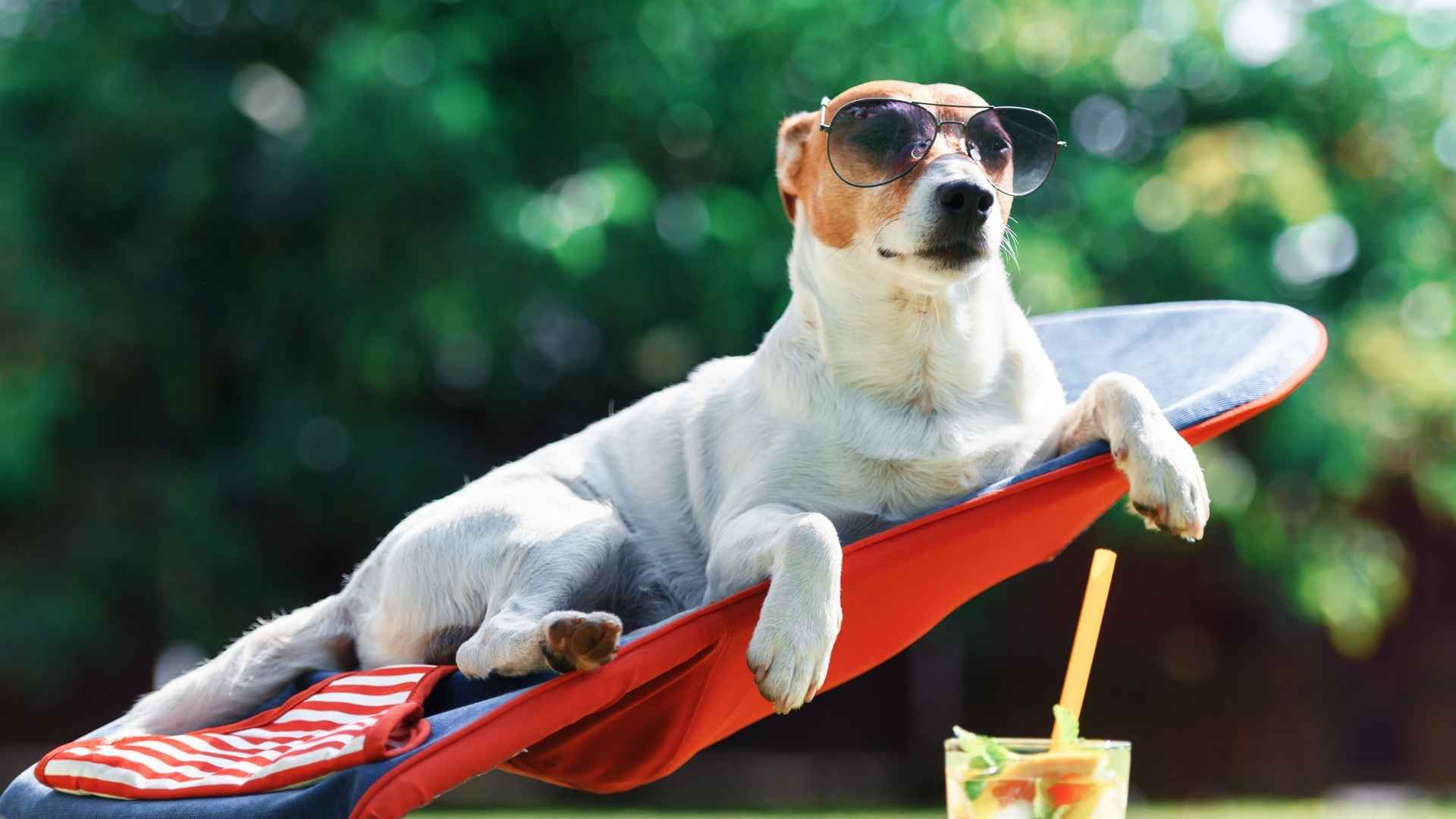 7 Dog Breeds That Love Sunbeams and Live for Sunny Spots