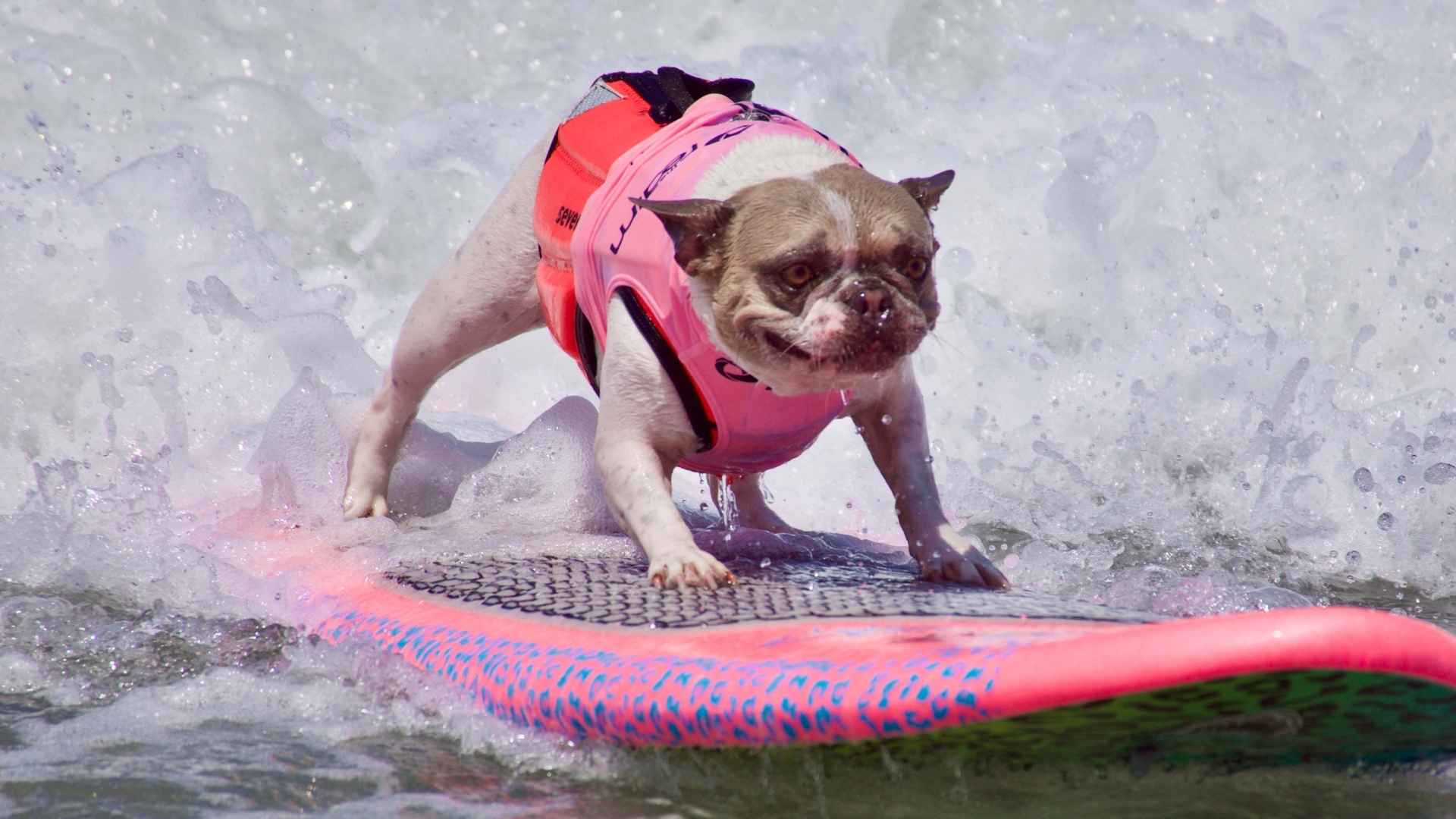 7 Dog Breeds That Love Surfboards and Catch Waves Like Pros