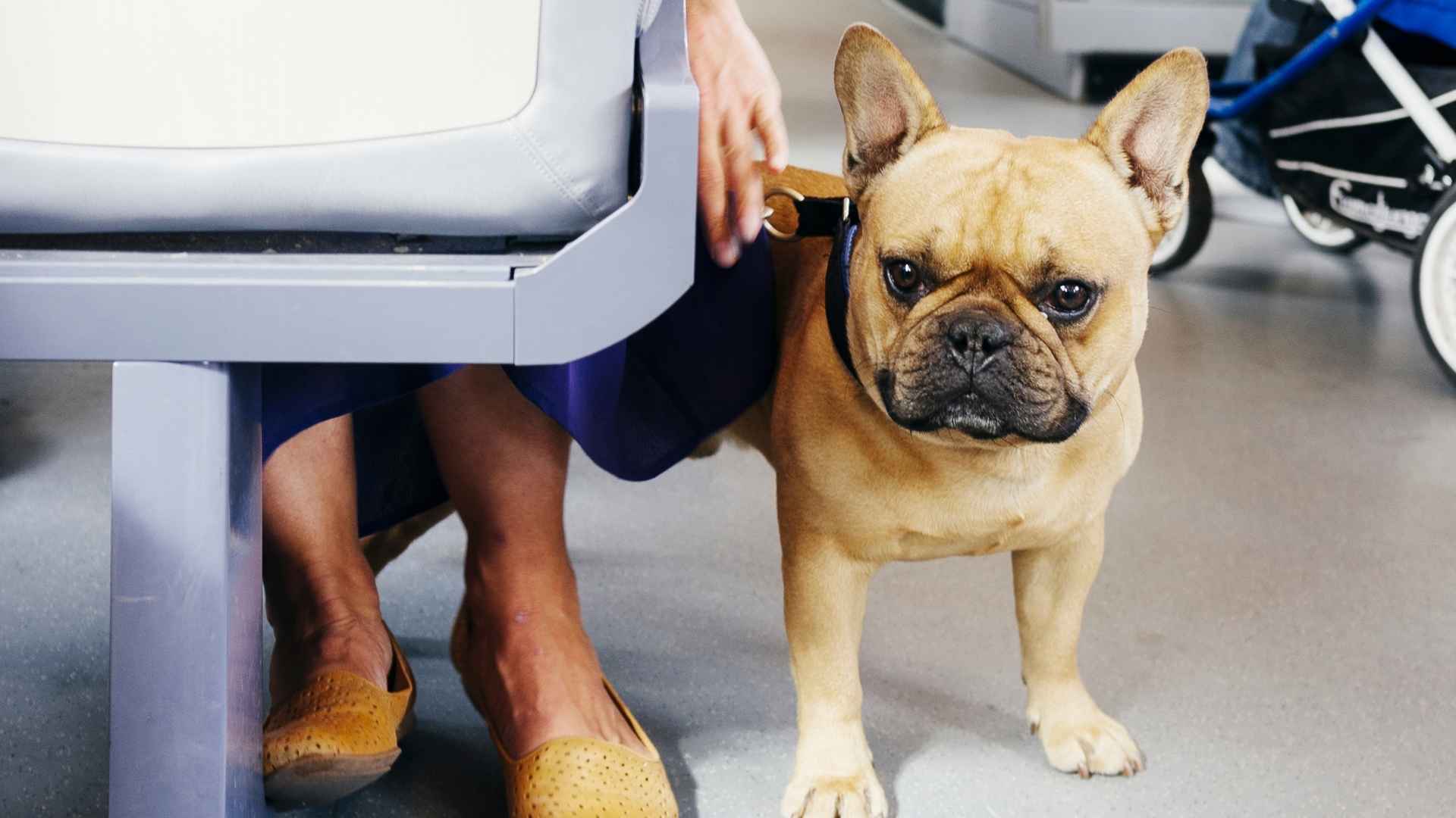 7 Dog Breeds That Love Train Journeys and Make Great Travel Buddies