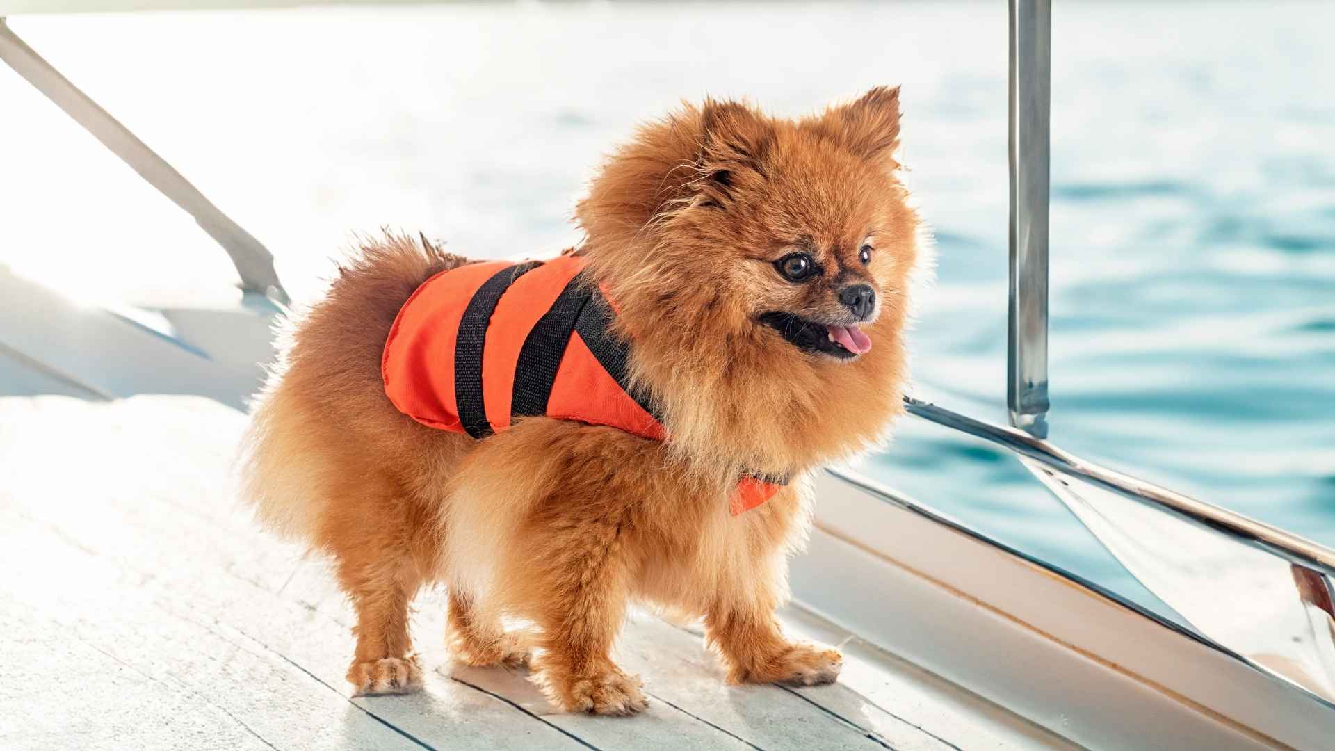 7 Dog Breeds That Love Travel On Ferries and Enjoy Boat Rides