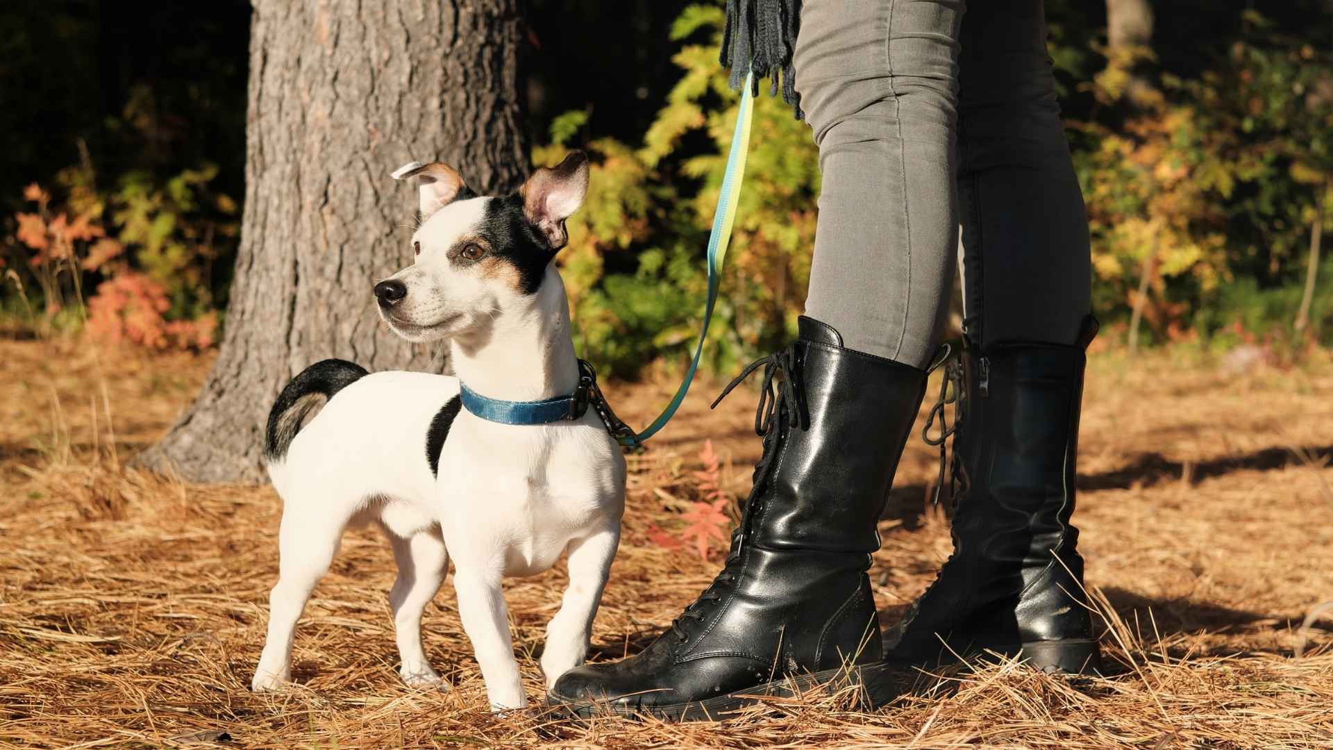 7 Dog Breeds That Love Visiting Forest Trails On Vacations