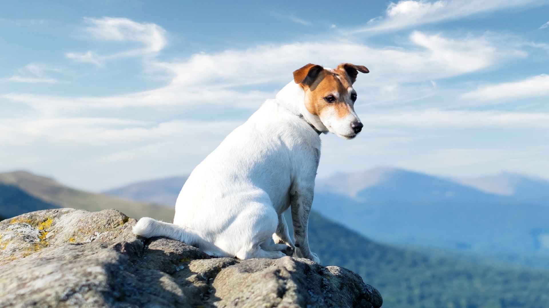7 Dog Breeds That Love to Climb and Explore Heights