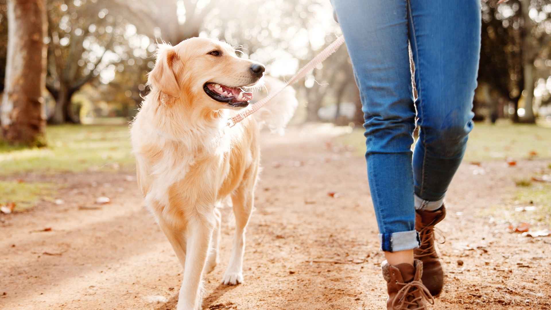 7 Dog Breeds That Make Friends Instantly On Walks