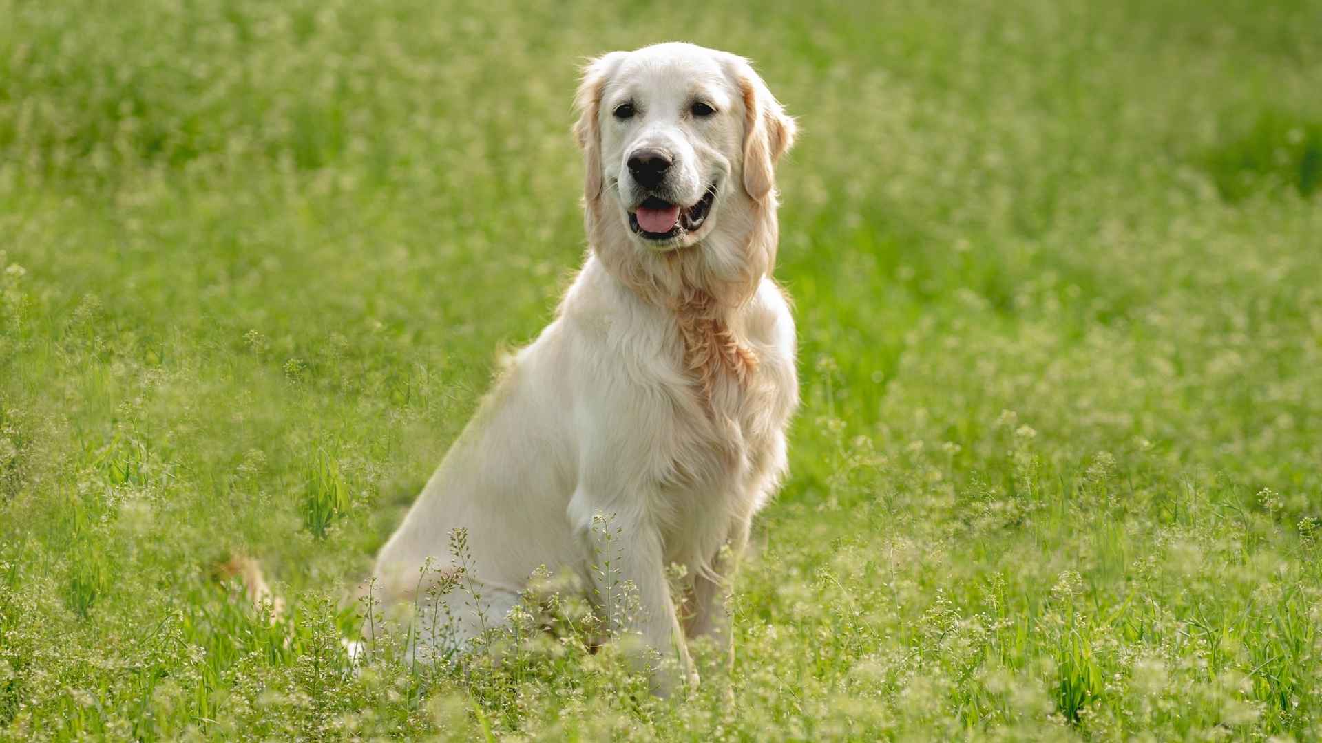 7 Dog Breeds That Mimic Human Emotions and Match Your Energy