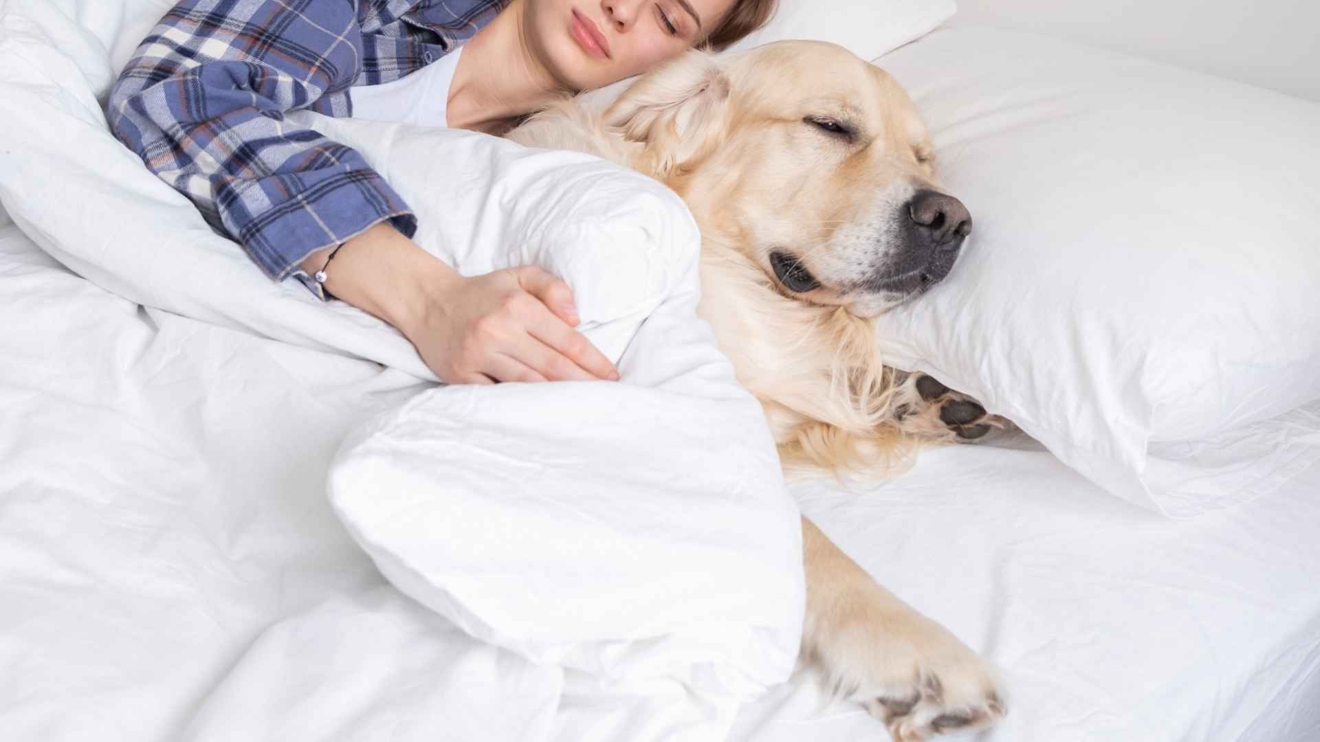 7 Dog Breeds That Mimic Owner's Sleeping Positions Perfectly