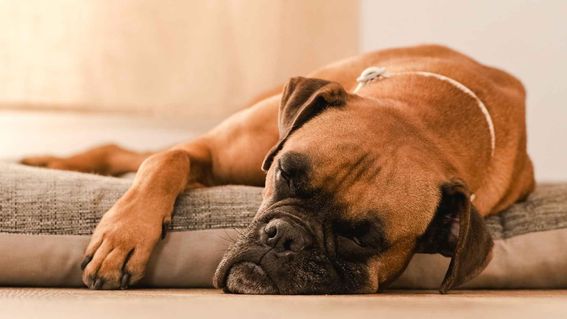 7 Dog Breeds That Nap in Funny Positions: Snore, Stretch, Repeat
