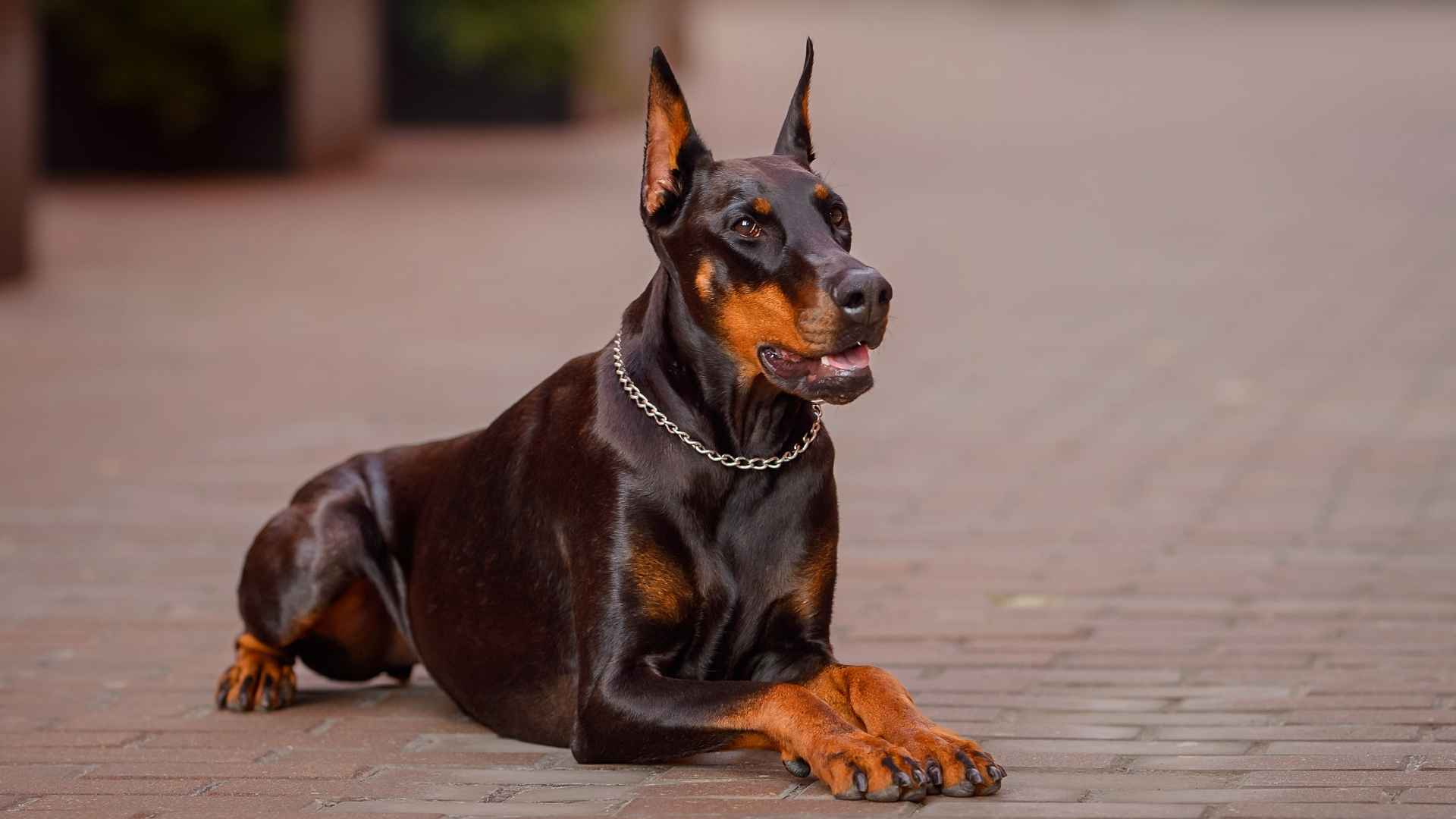 7 Dog Breeds That Never Back Off From Any Threat