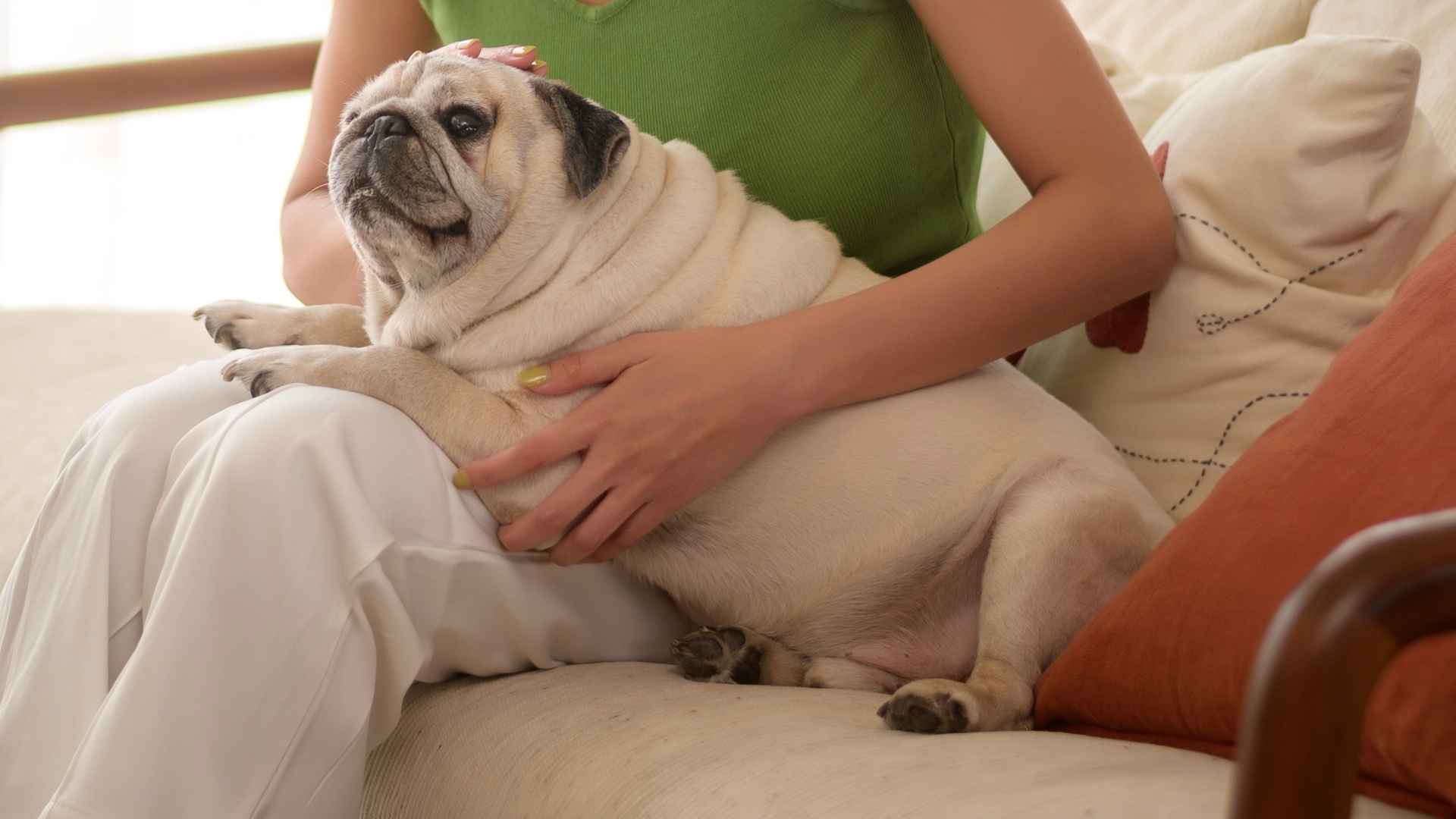 7 Dog Breeds That Never Run Away and Stick by Your Side