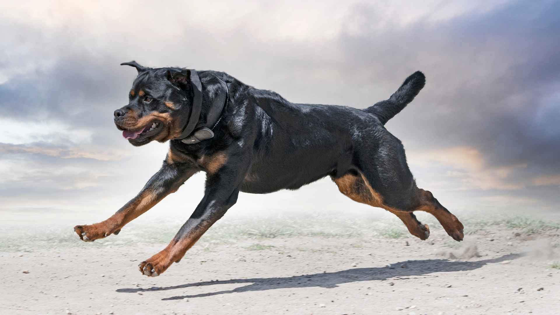 7 Dog Breeds That Never Run From A Fight