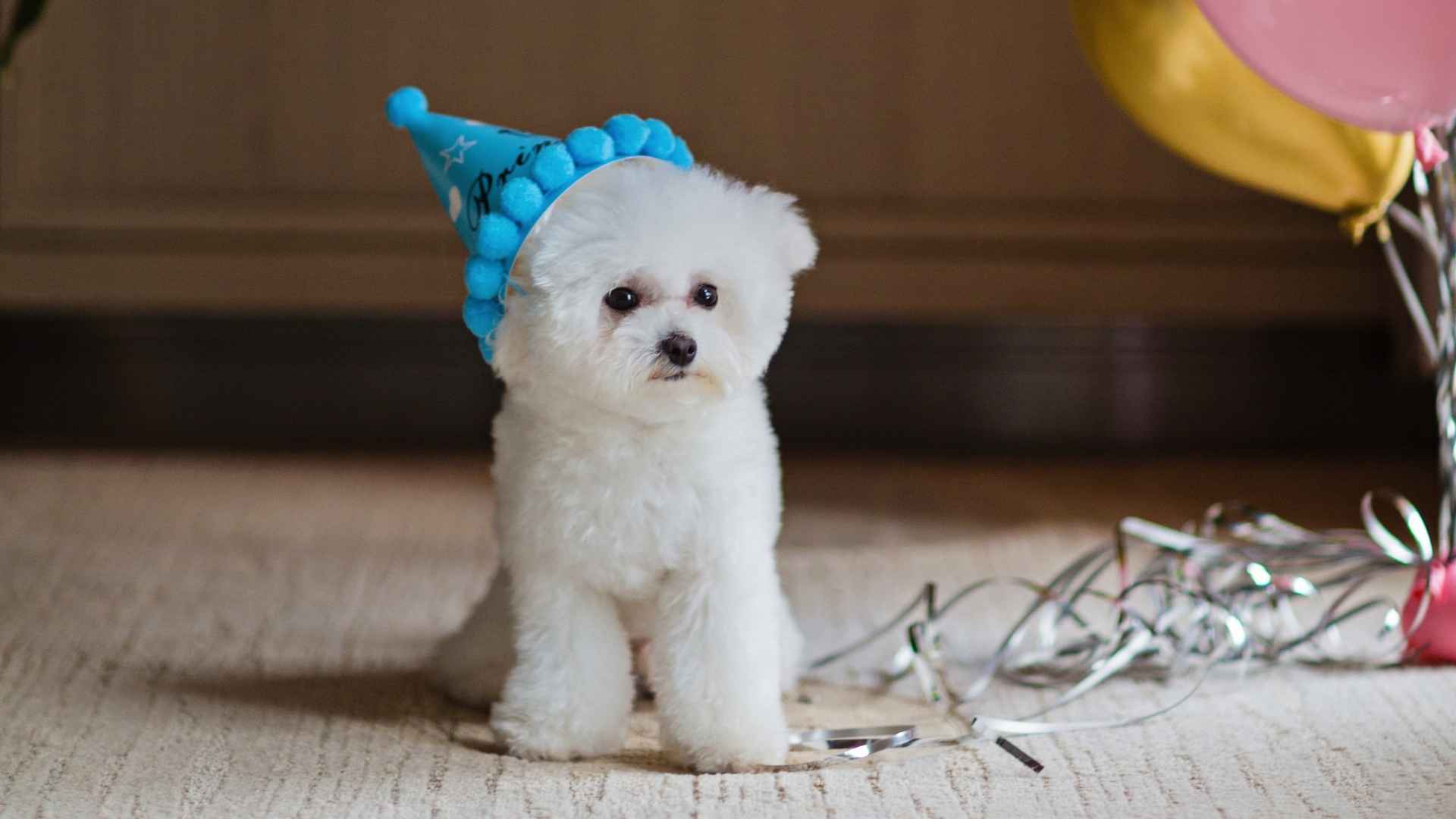 7 Dog Breeds That Never Smell Bad and Keep Your Home Smelling Fresh