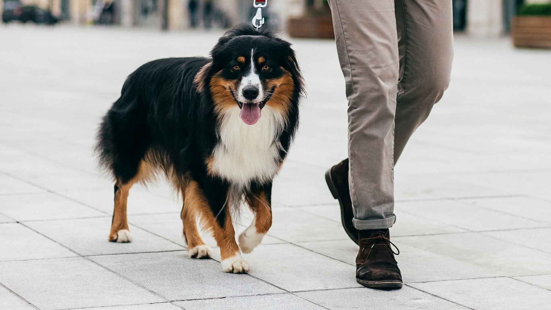 7 Dog Breeds That Never Tire on Long Walks