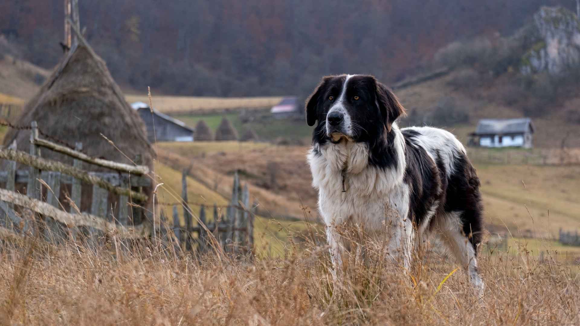 7 Dog Breeds That Patrol Barns Silently At Night