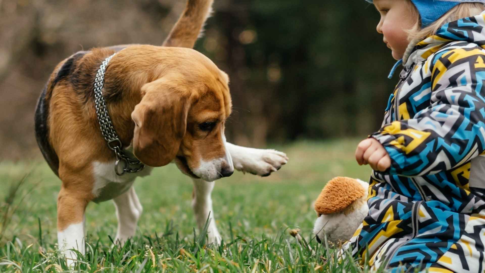 7 Dog Breeds That Play Gently with Babies: Pets That Love Babies