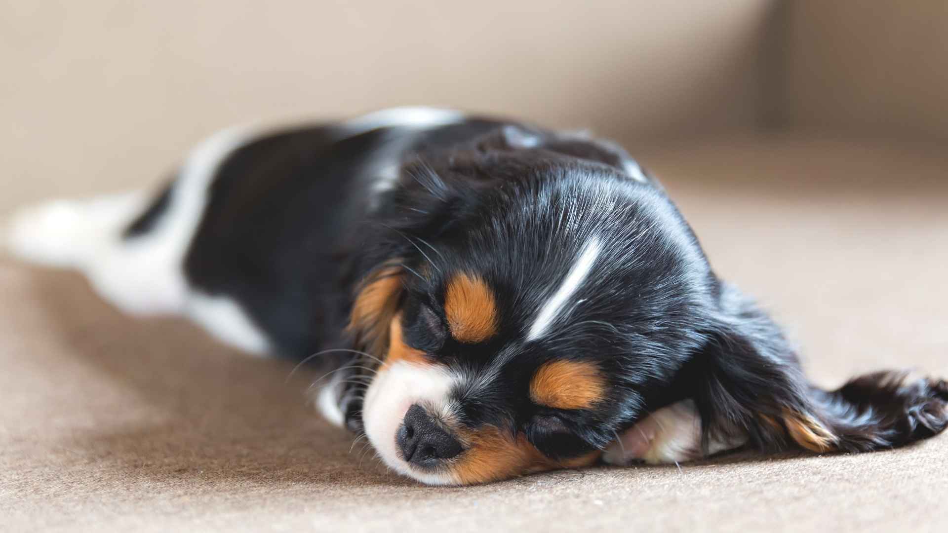 7 Dog Breeds That Prefer Quiet Corners for Sleeping