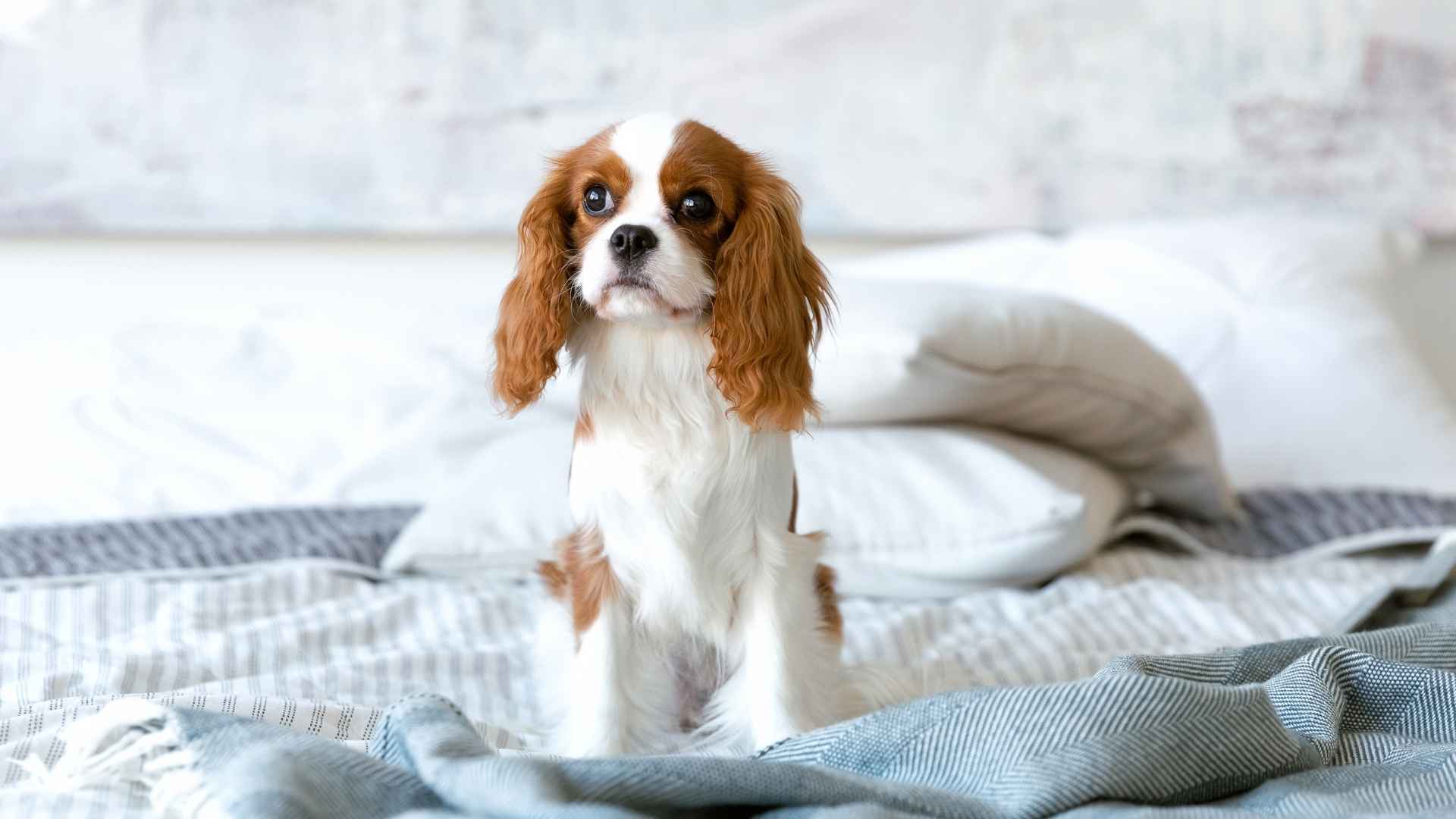 7 Dog Breeds That Prefer Quiet Mornings and Enjoy Relaxed Routines