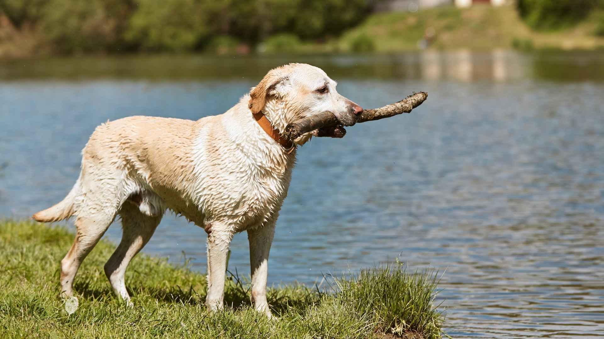 7 Dog Breeds That Protect Fish Ponds and Keep Birds and Raccoons Away