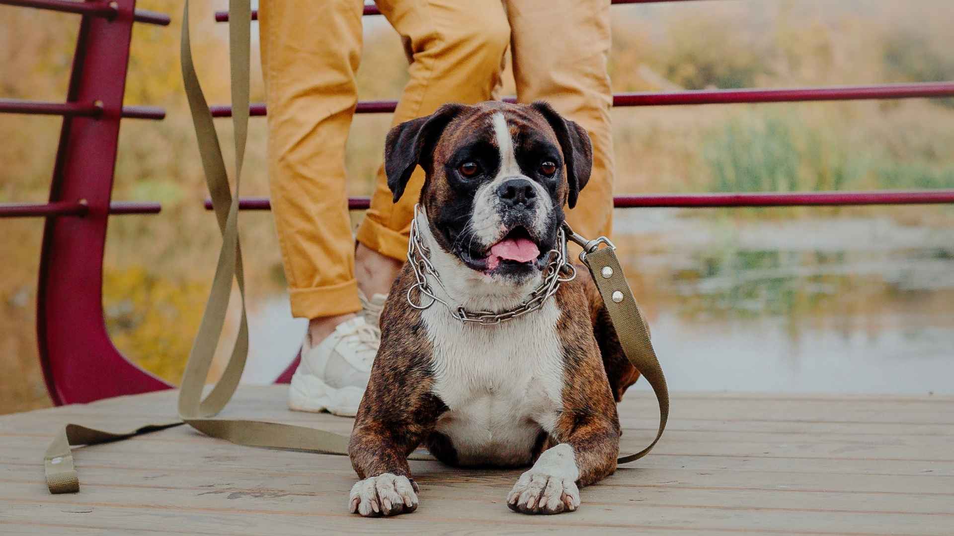 7 Dog Breeds That Protect Without Intimidation and Still Keep You Safe