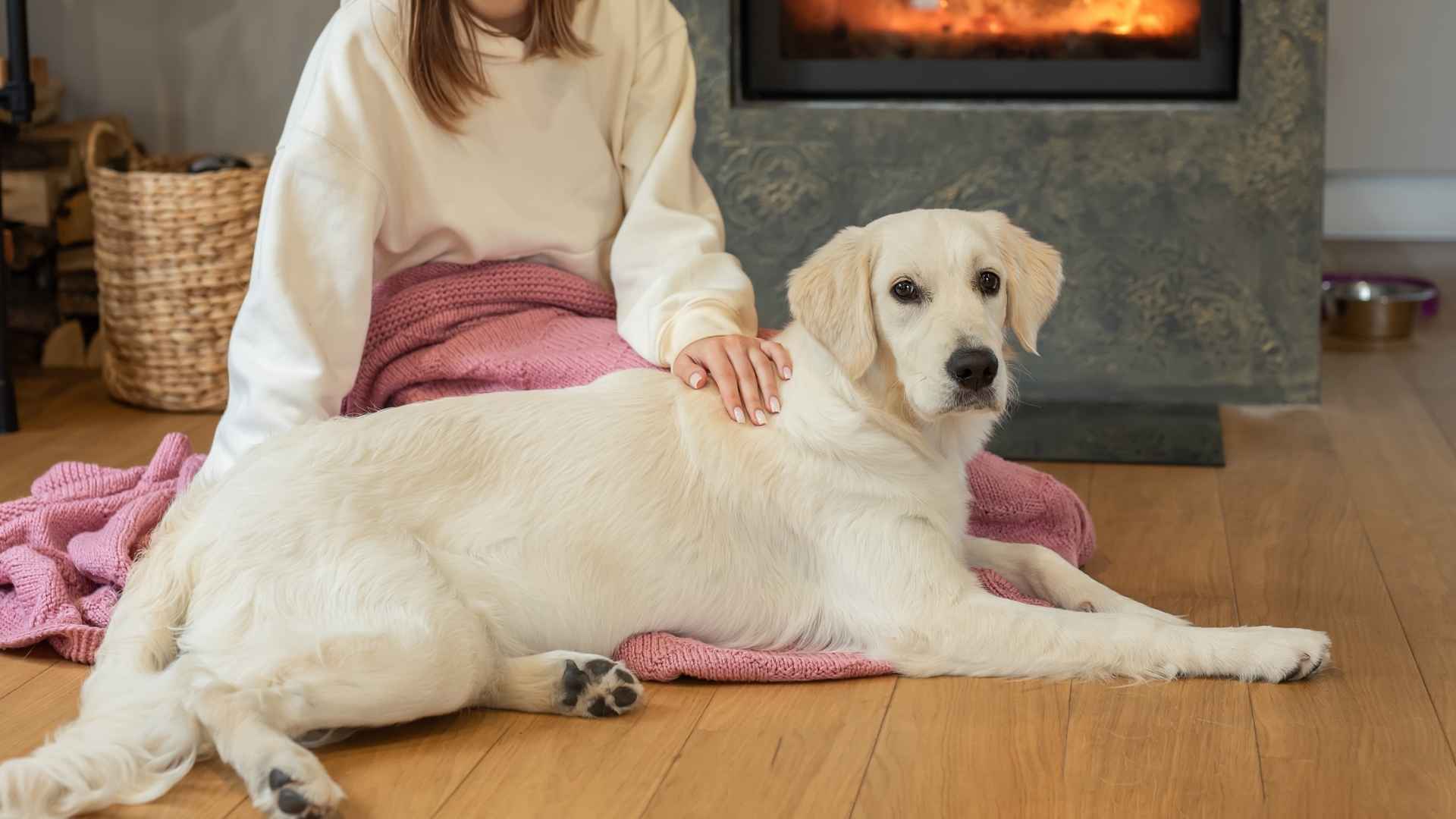 7 Dog Breeds That Prove Love Doesn’t Need A Reason