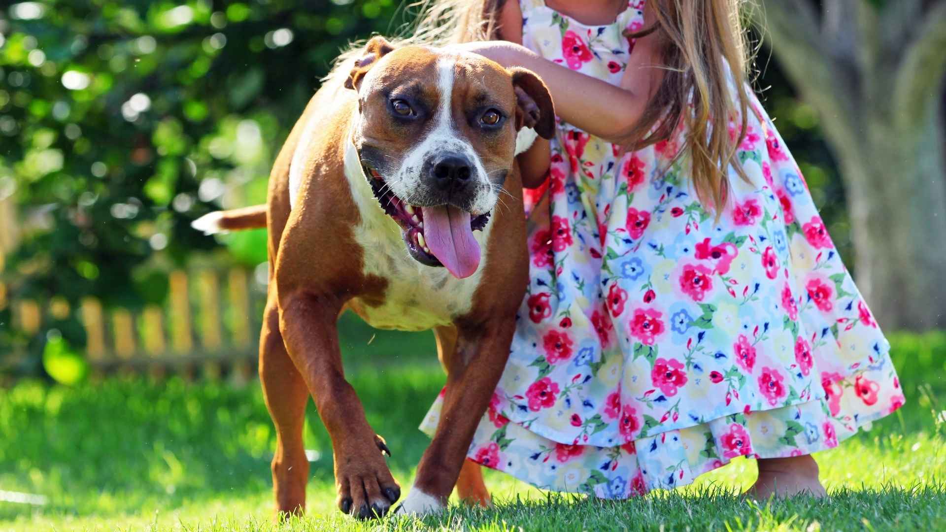7 Dog Breeds That Push Kids Away From Unsafe Areas
