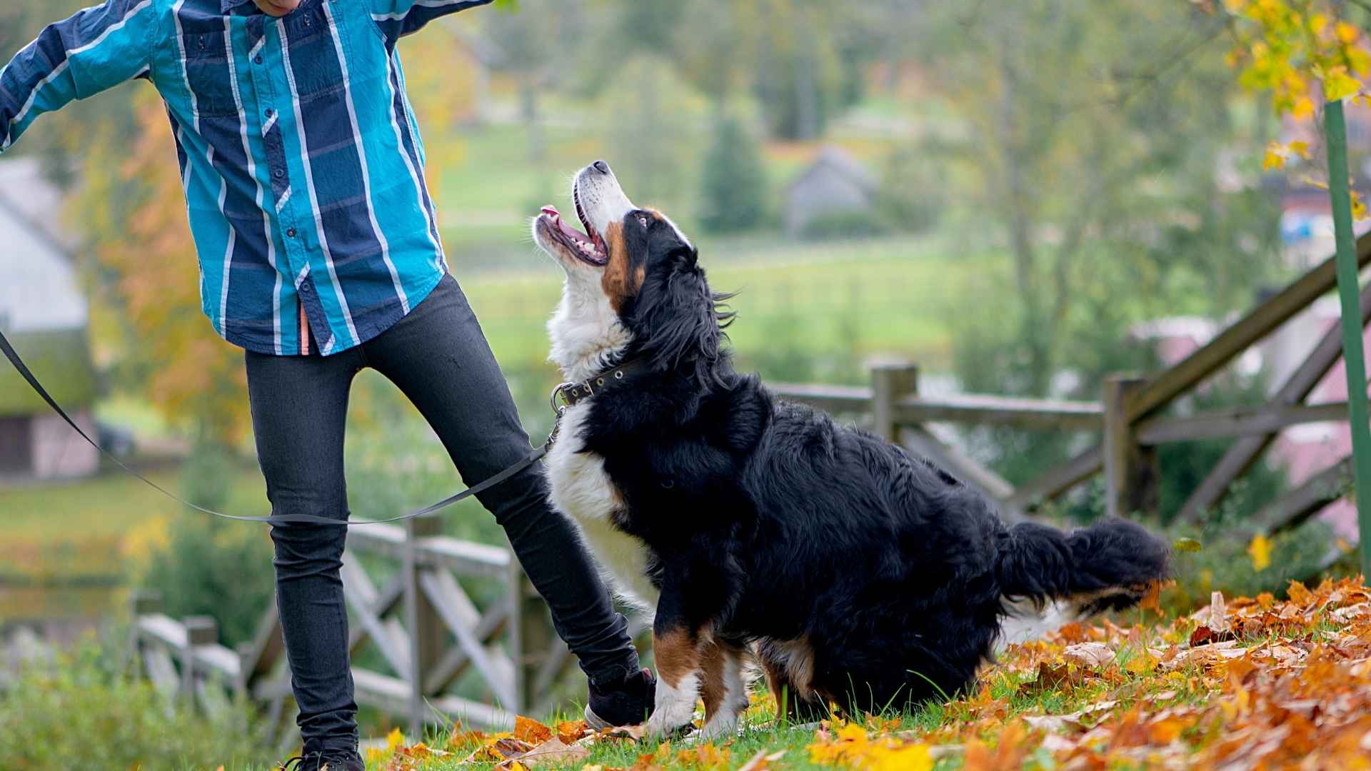 7 Dog Breeds That Rarely Bark, Making Training Easier